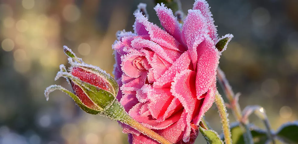 想要月季清静过冬着花翻倍？这份过冬攻略请查收