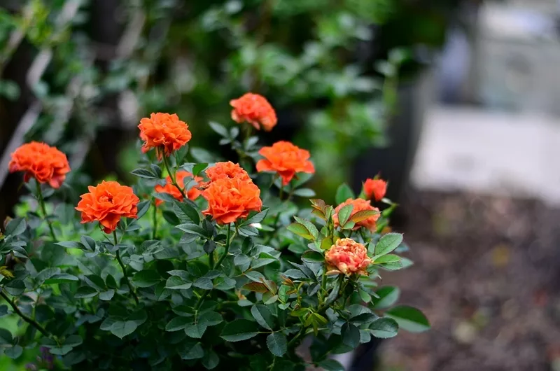 趁着天热给月季花苞“剪几刀”，秋花又大又密
