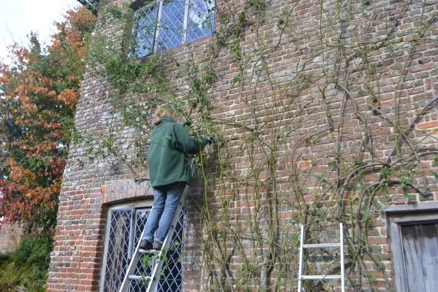冬天做好这几步，来年藤月爬满墙~~