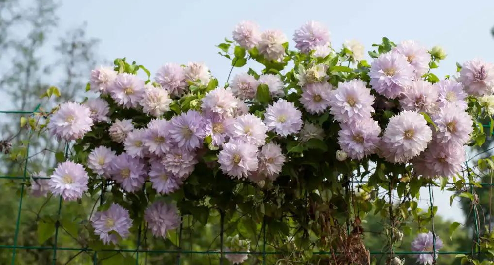 小空间也能美上天，你的花园真的很需要她！