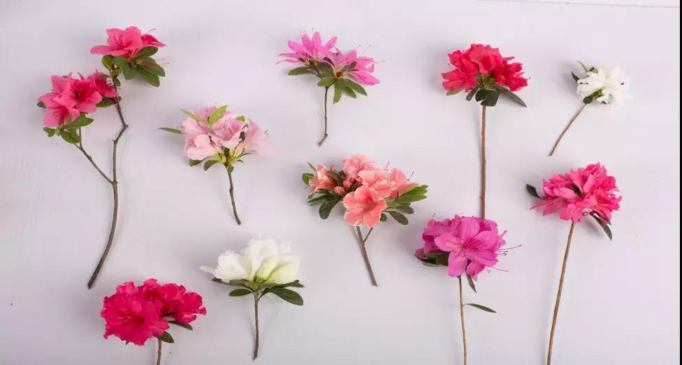 多季着花的爆花机械，给你的花园点颜色看看！