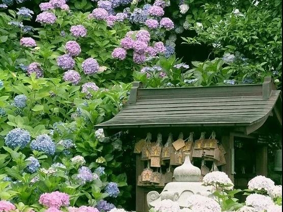 日系绣球 | 琉璃尤物，不似人世客