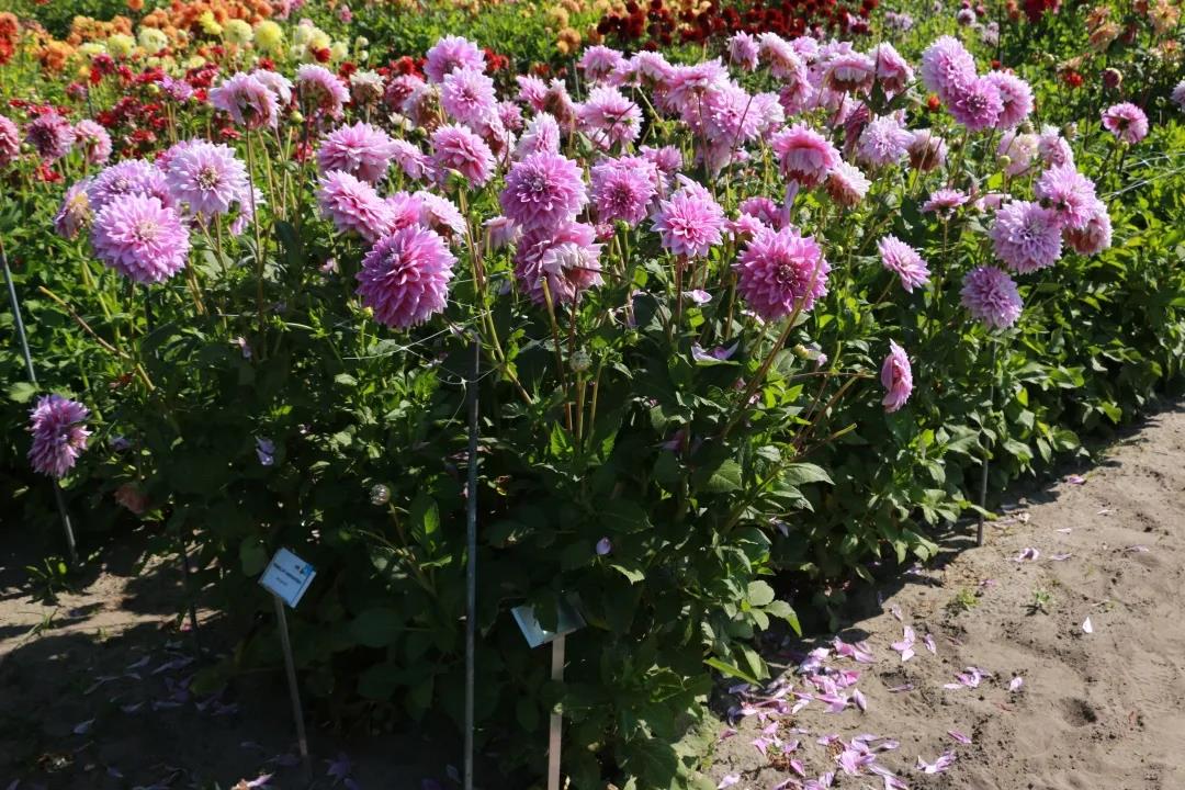 大丽花养护全指南，炎天收获一片花海