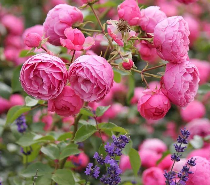 我家小可爱一直不着花，你确定这6件事都做对了吗