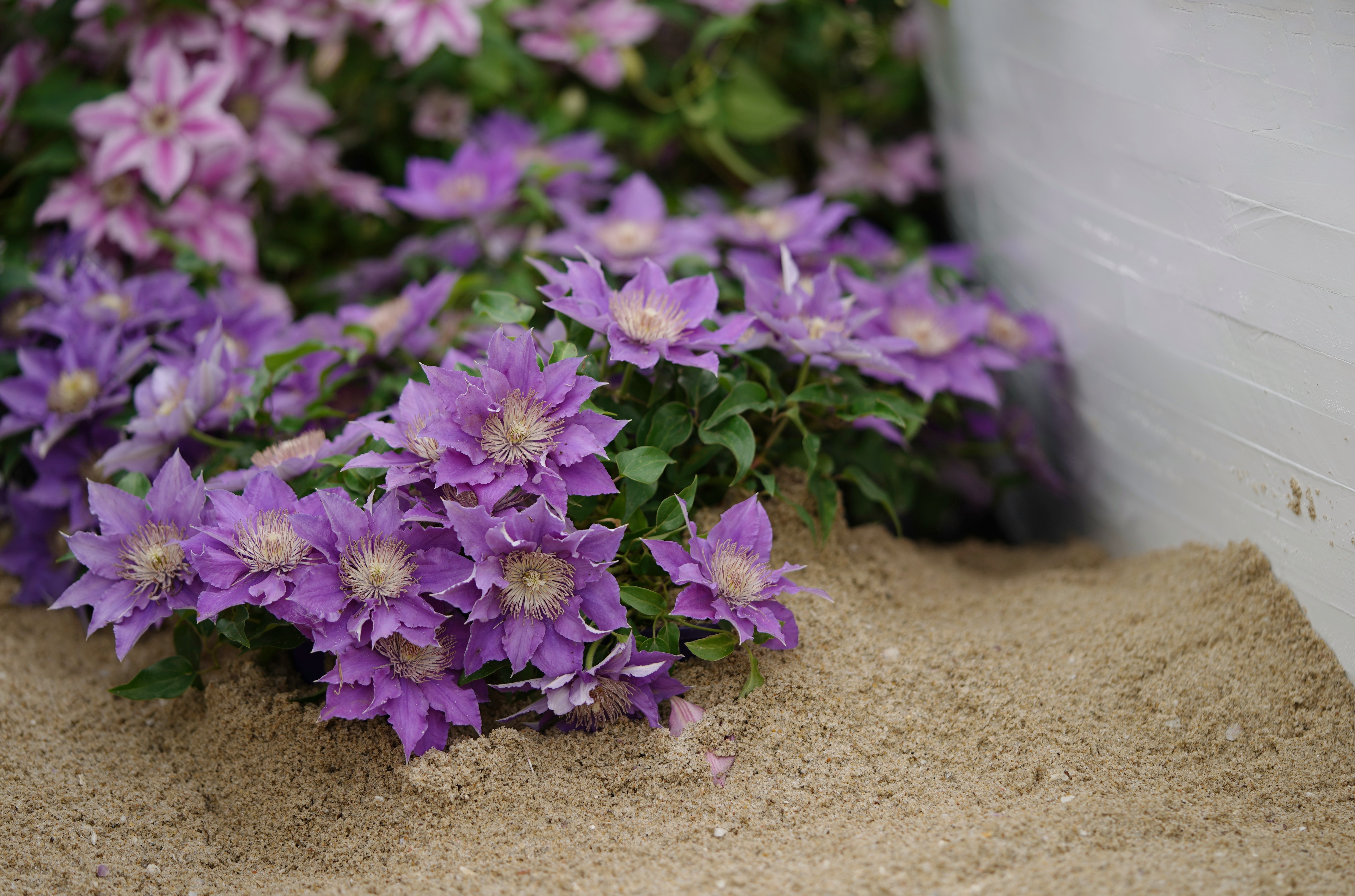 预防大于治疗，铁线莲当季病虫害指南，新手学了也能轻松度夏！