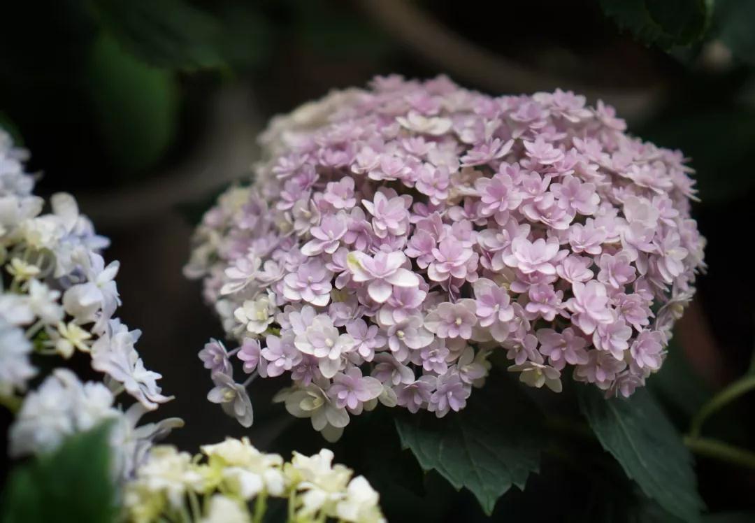 绣球能不可晒？炎天需不需要拉网？