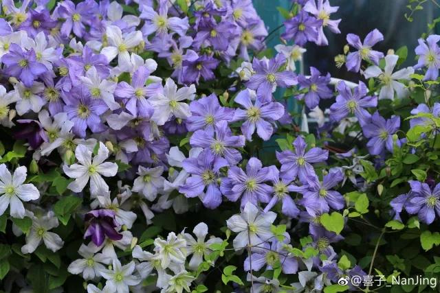 花之信 | ?传说中的三类铁怎么种？小铁大神告诉你！