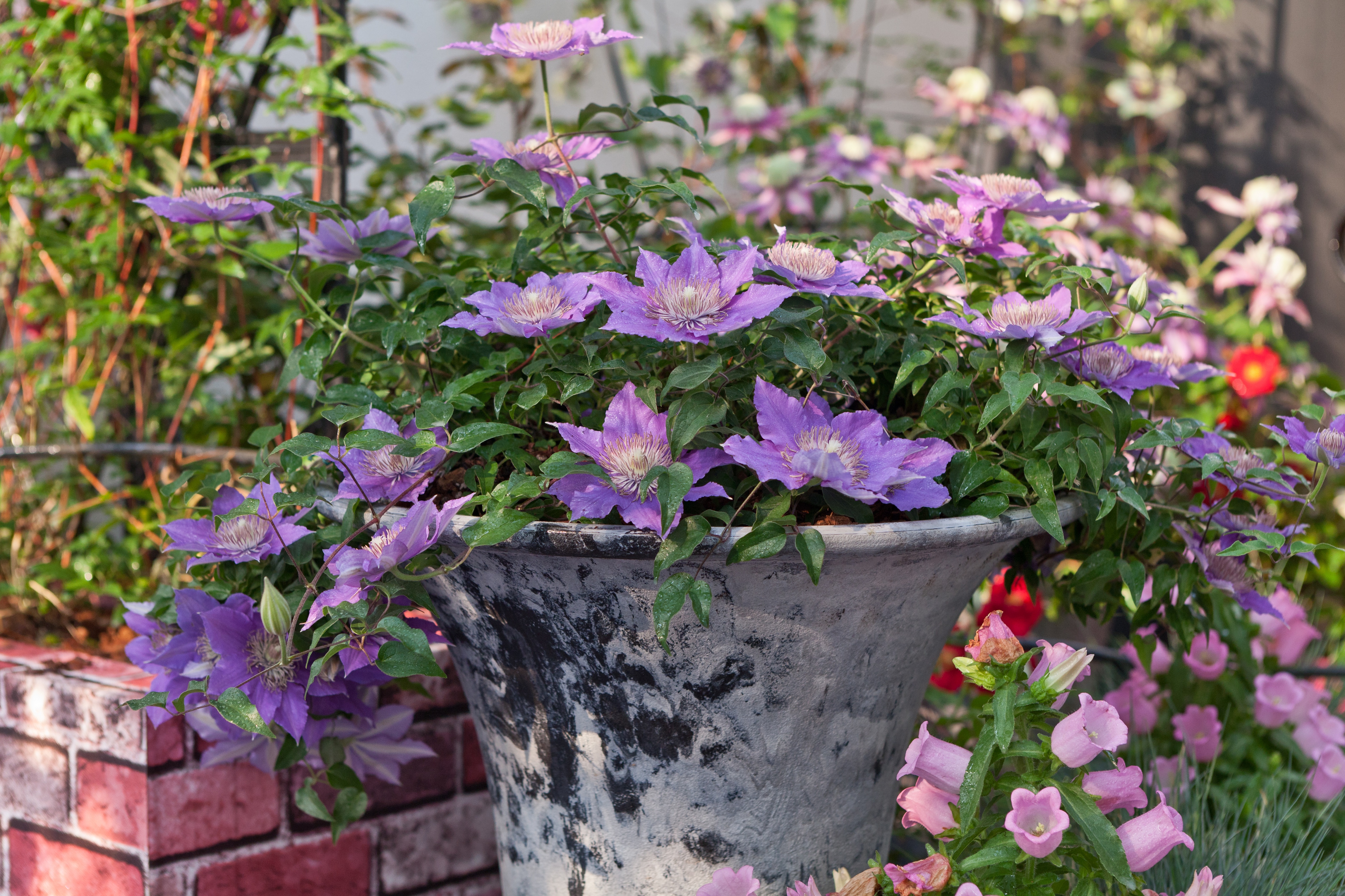 秋冬季购置的铁线莲不会养护？别急，潘师傅手把手教你