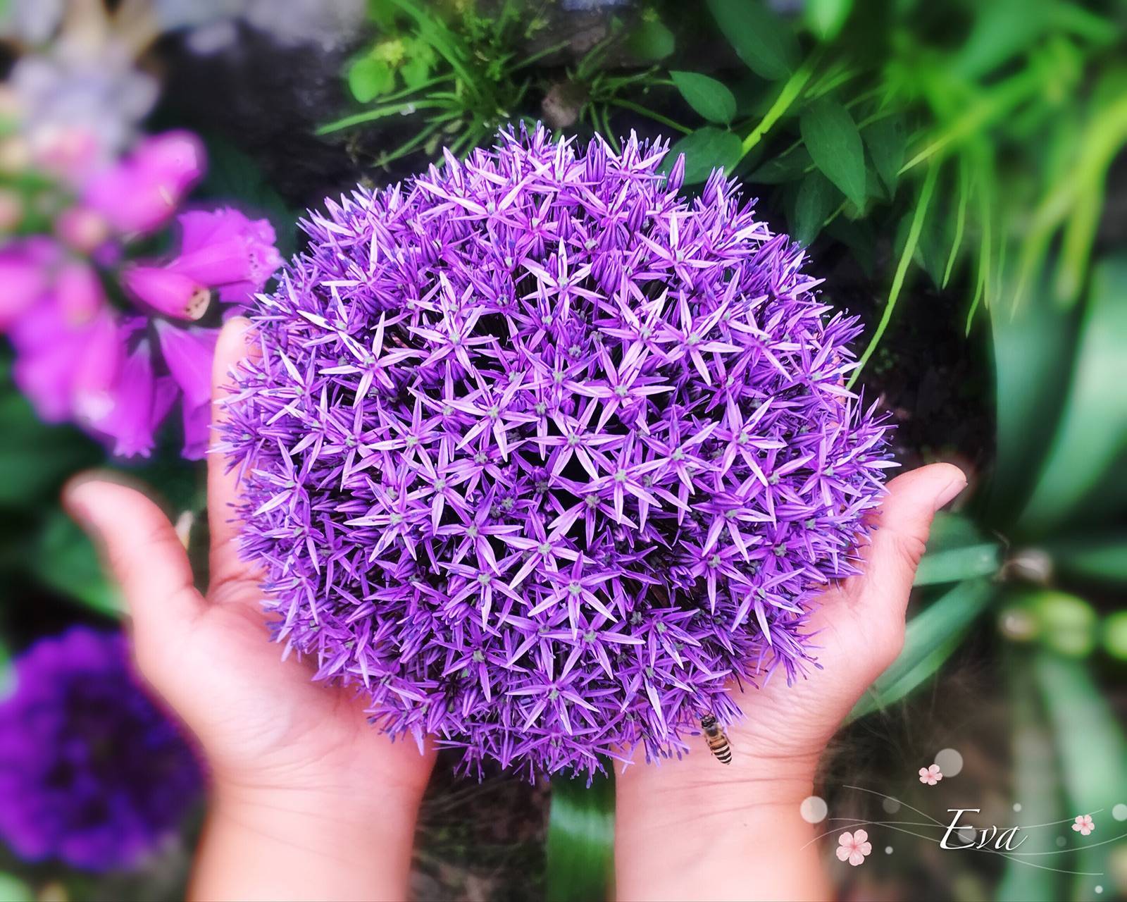 关于大花葱，你想知道的都在这 | 球根花卉超好种·问答篇第1期