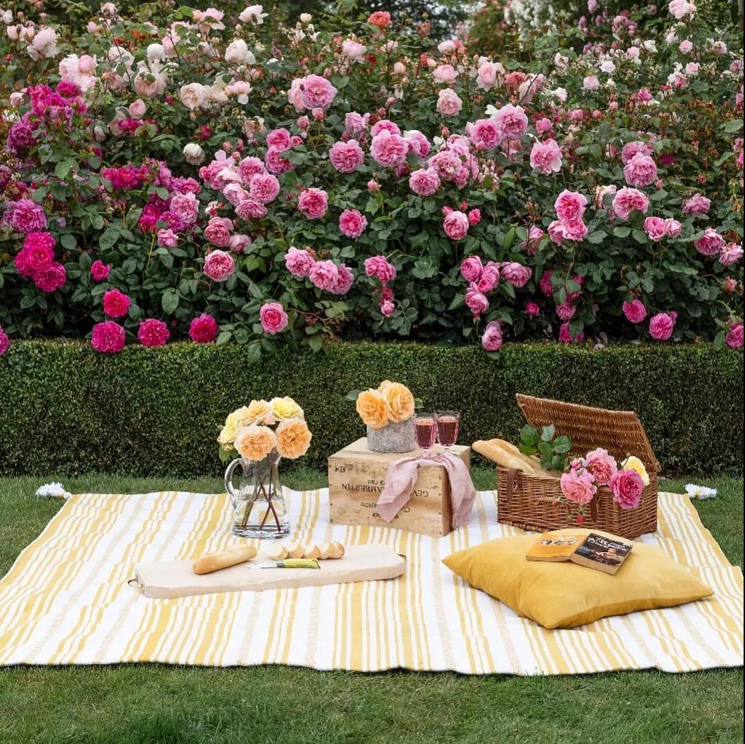 掌握九月黄金期，换盆、修剪......这些养护别松懈