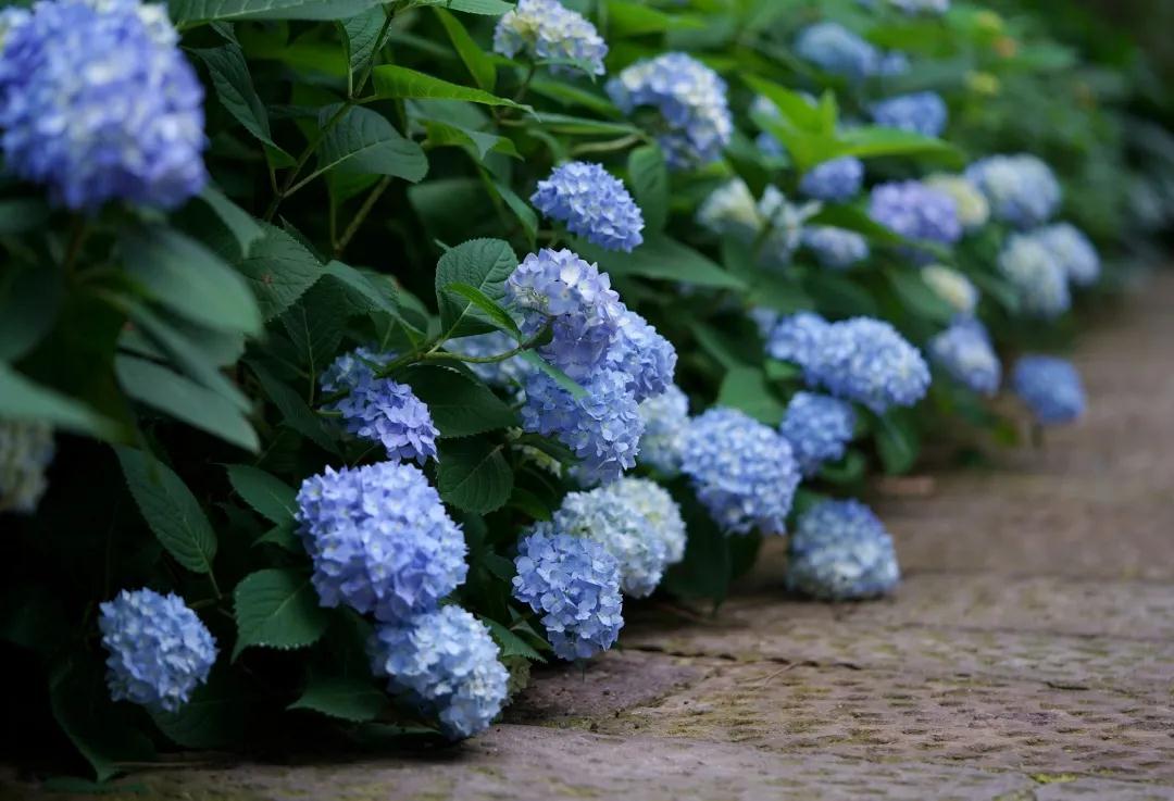 你真的相识绣球么？园艺大神上线，详解关于绣球的一切