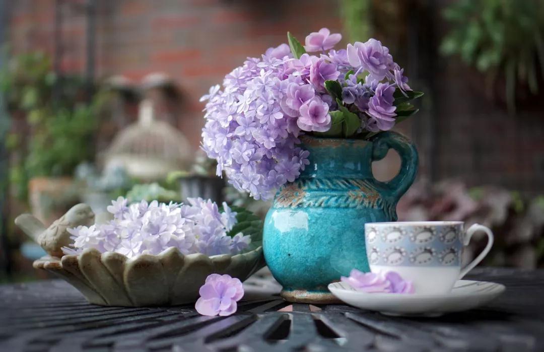 为什么六月的绣球都爬下了？