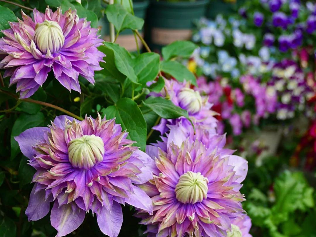 怎样在小空间种出大花量的惊艳效果？选艾维森大道铁线莲就对了！