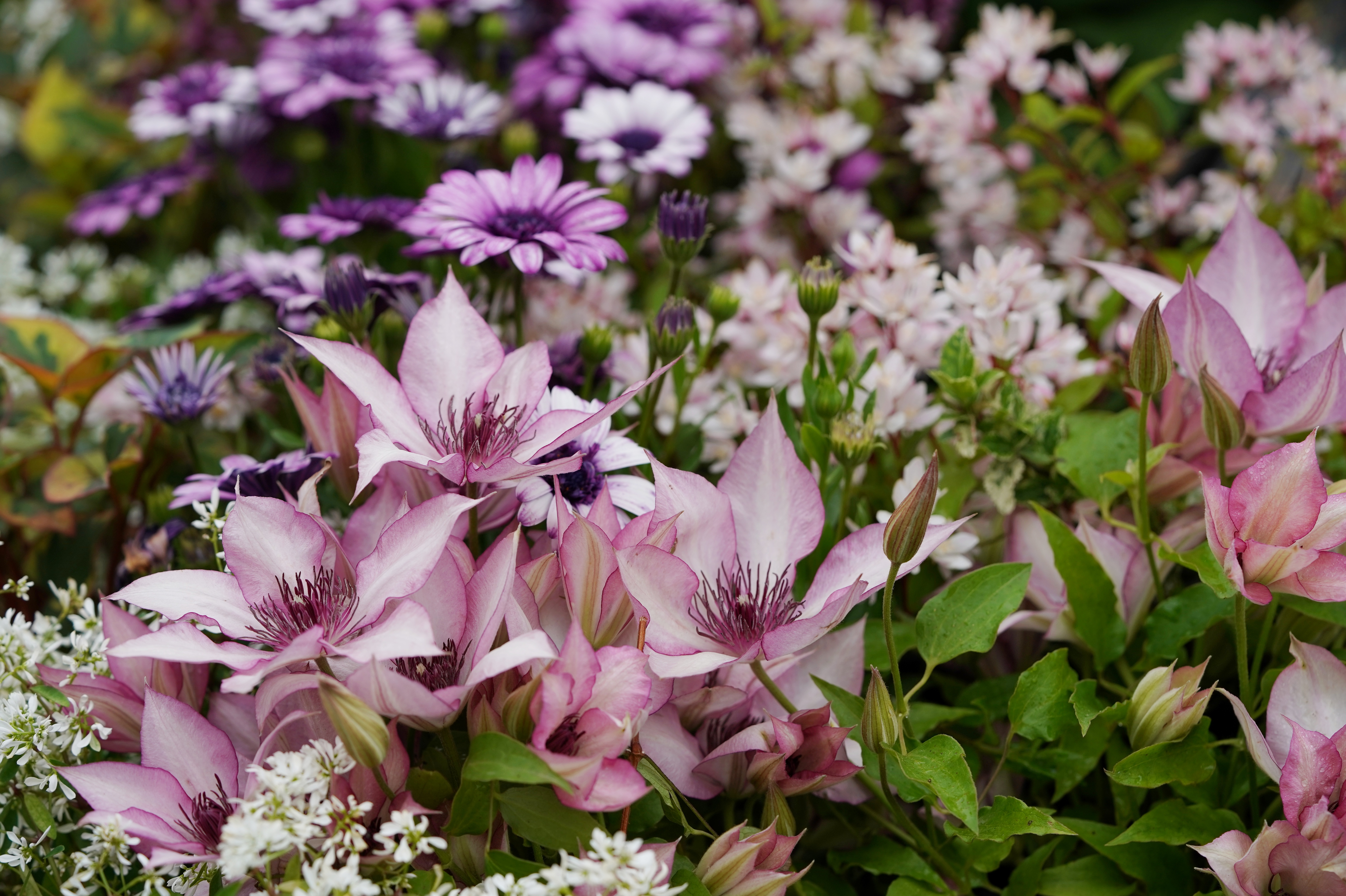 夏日铁线莲比惨大赛，好好的小铁怎么说没就没