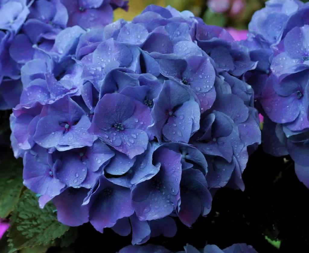 绣球事实有多美，看了这17款入口新品种后立马陶醉