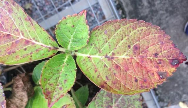 雨雨雨的日子，你家花花卉草做好应瞄准备了吗？