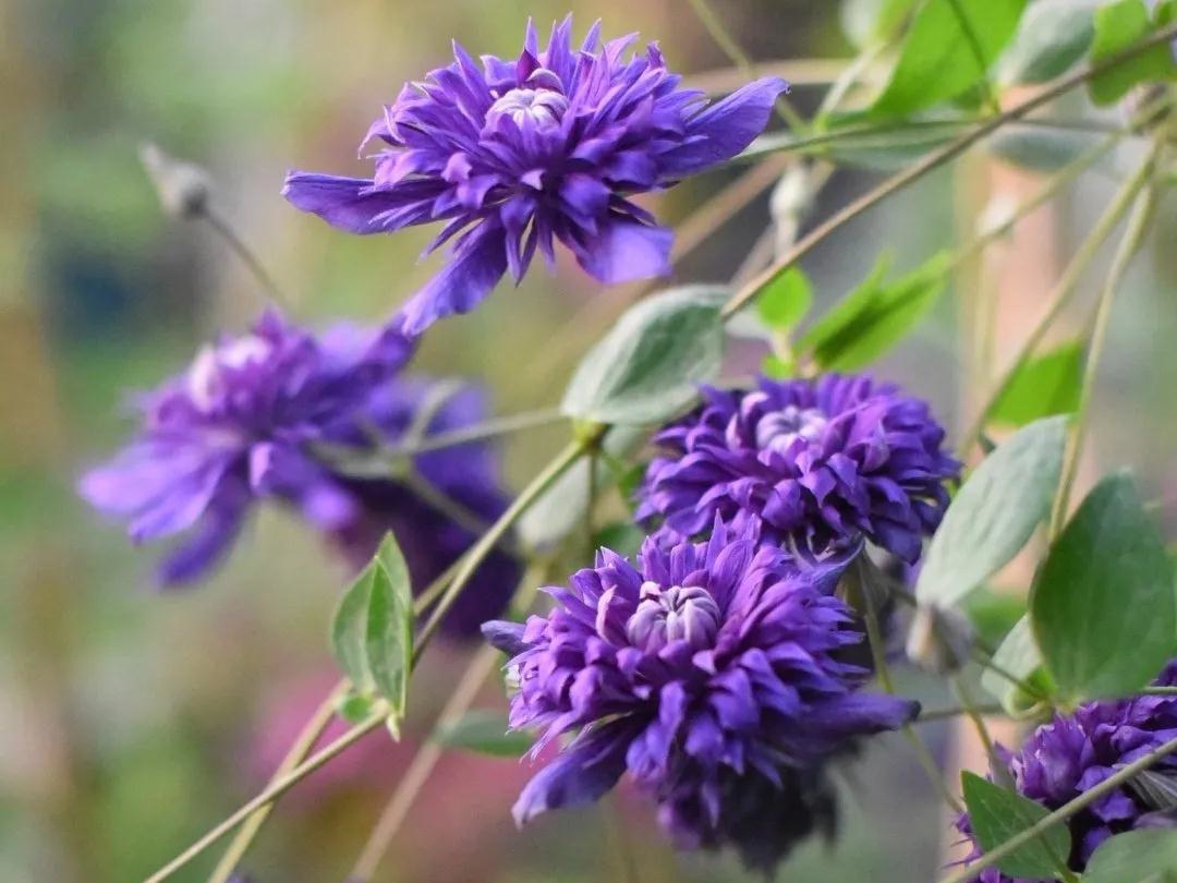 HI~美得冒泡的新品铁线莲，都藏在这篇选品指南里了