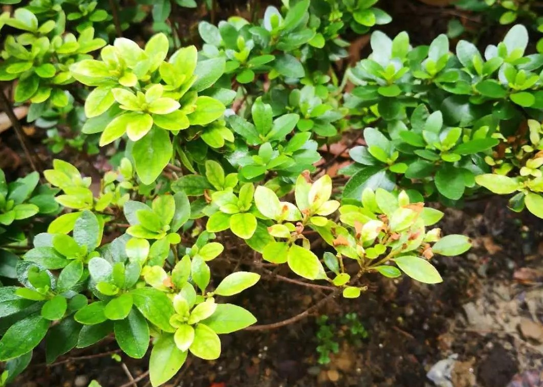 炎天植物状态差？别急，看看是不是这5个典范问题