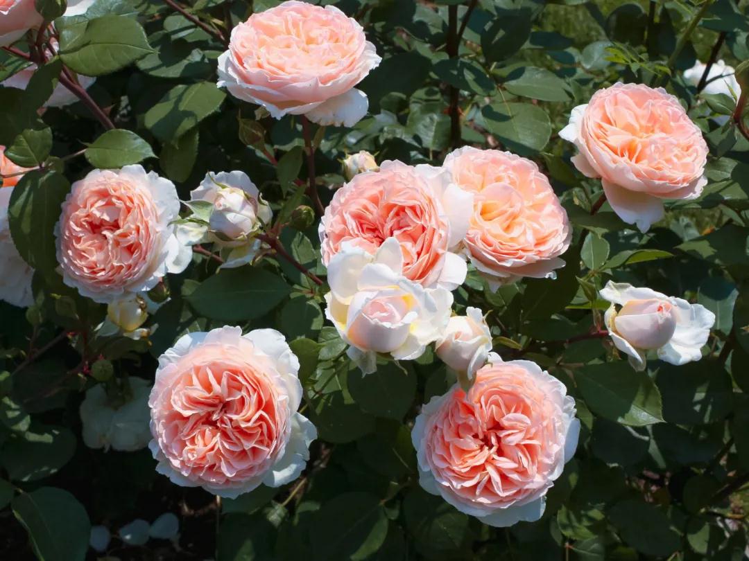 颜值即正义！新品月季人气top10，你最爱哪一款？