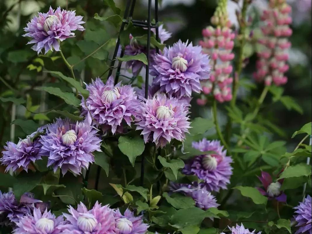 宅家花事 | 铁线莲当季修剪指南，为春天蓄力！