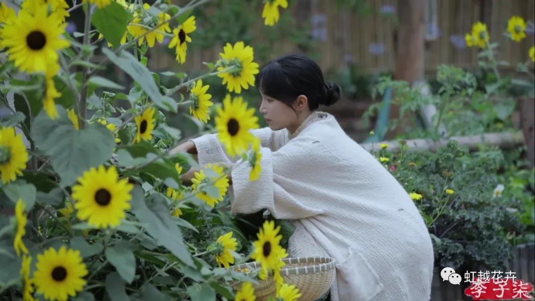 李子柒的向日葵，竟然是之前全网卖断货的它？
