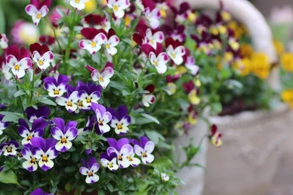 植物界第一萌宠，一大波小兔子等你带回家