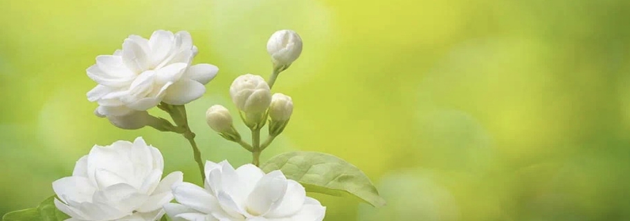 花开半年的人世第一香，尚有哪些惊喜是我们不知道的