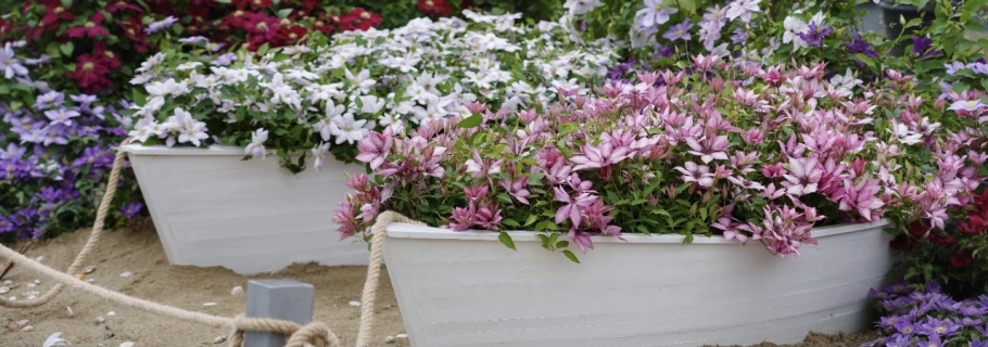 遇上这一波换盆，你的小铁将在春天蹭蹭蹭飞长