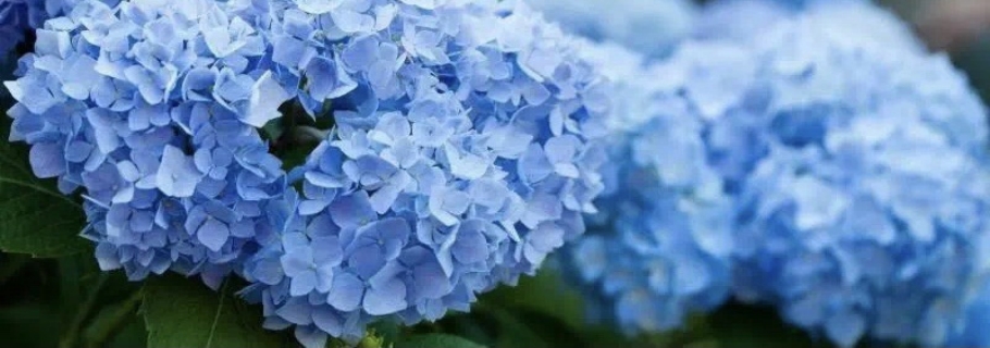 调蓝的滋味，绣球和你都想相识