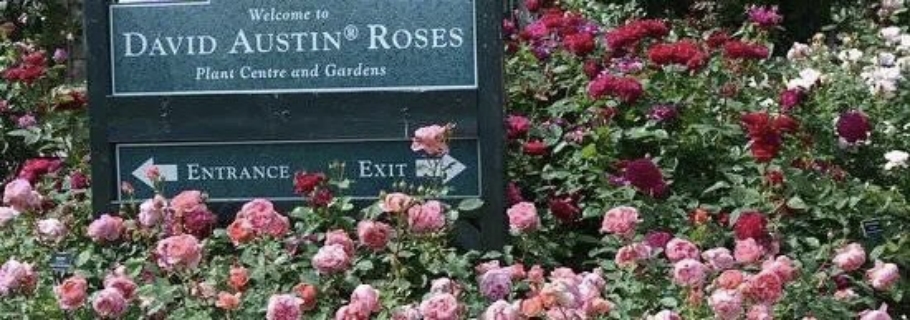 英国奥斯汀月季新品超强阵容亮相，远期预售重磅回归！