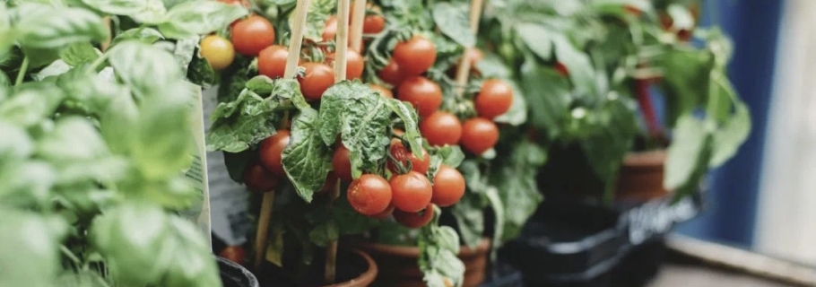 阳台种上一棵小番茄，在家收获神往的生涯