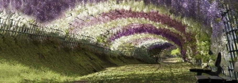 20年都不着花的紫藤，只能拿来烧火了吗？？？