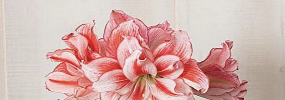 “这是我养过最划算的球根，没有之一！”