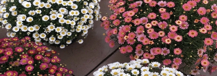 玛格丽特开到盆都装不下，你需要这么做｜大神说