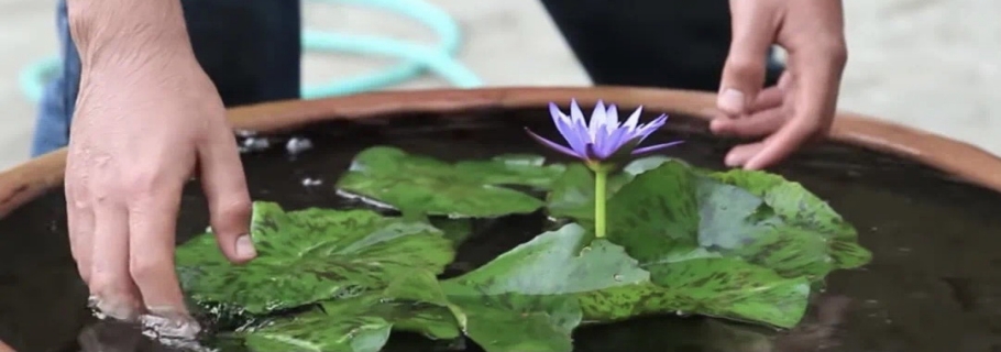 多余的大盆不要扔， 留着种睡莲，惊艳所有人