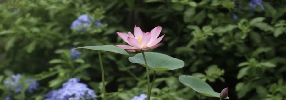 碗莲：虽然我个头小，但我漂亮又好玩！