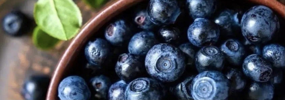 想要从0最先学种蓝莓？这份“大神指南”送给你~