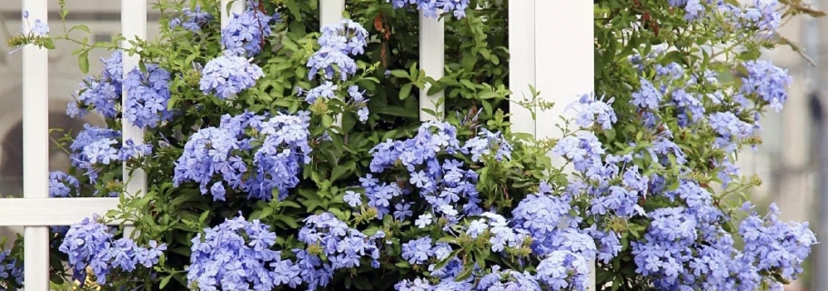 仙人颜值的着花劳模，送你一个蓝色的清凉炎天