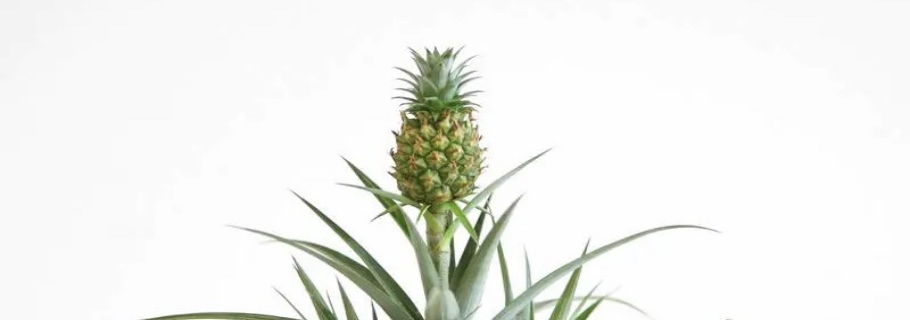 家里种菠萝的快乐，你值得拥有！