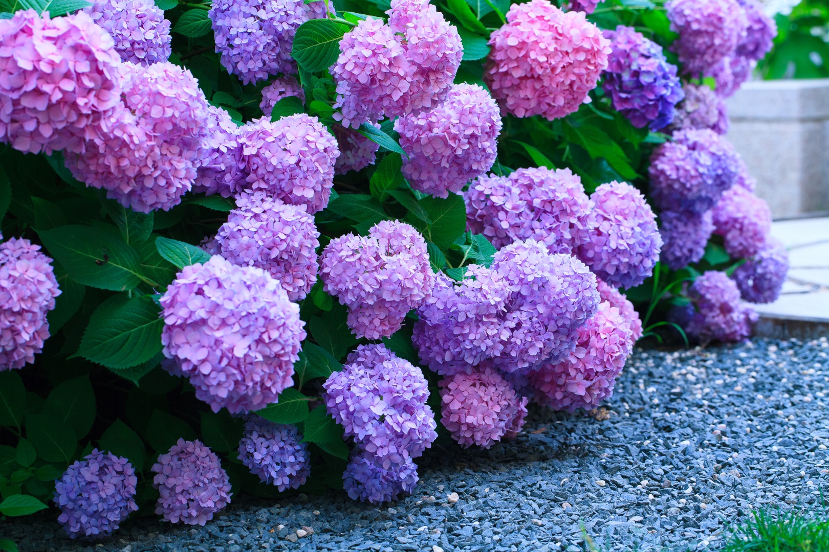 绣球明年想要爆花，捉住这波冬季修剪好时机