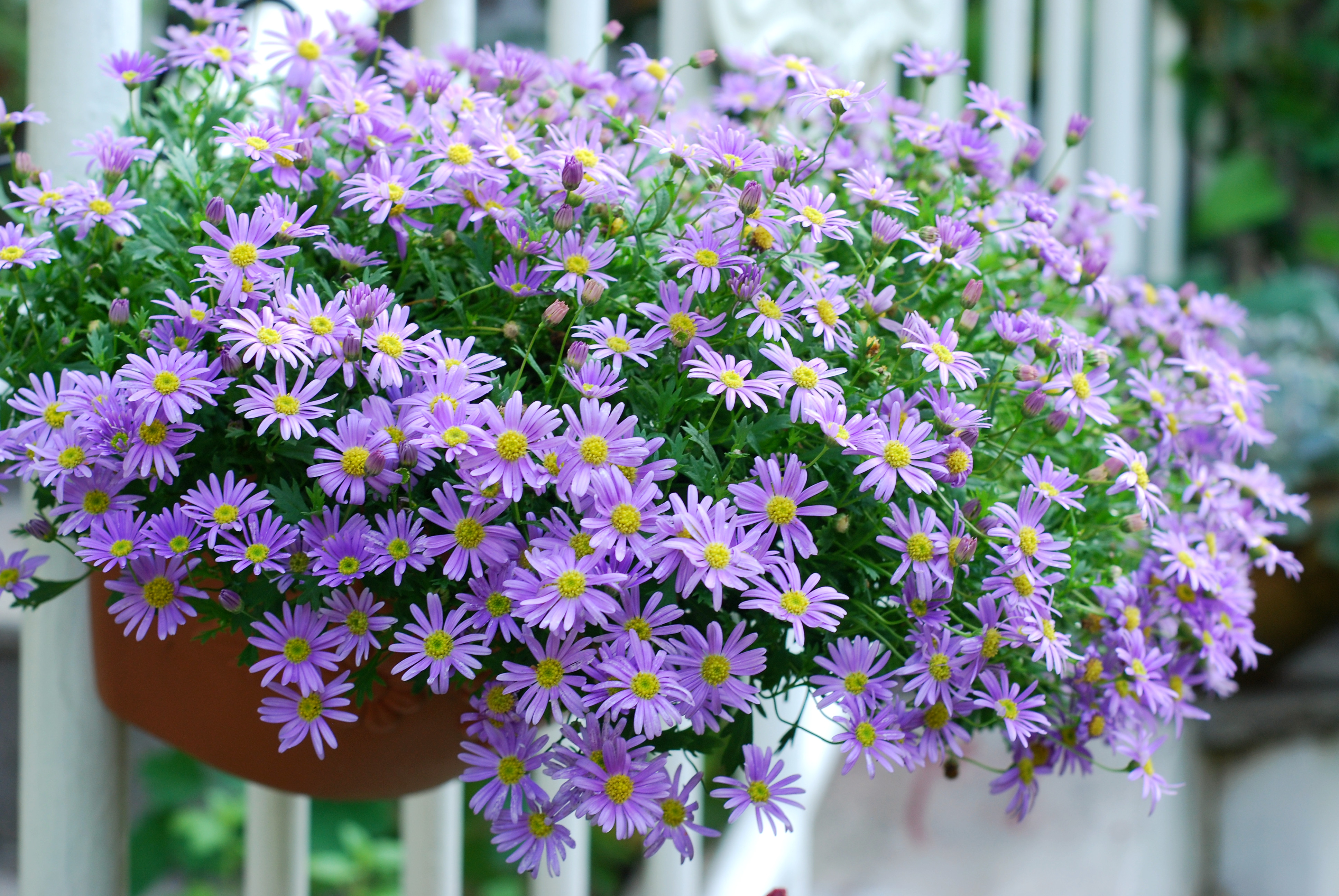 花开365天的姬小菊能有多可爱？亲自体验才知道！