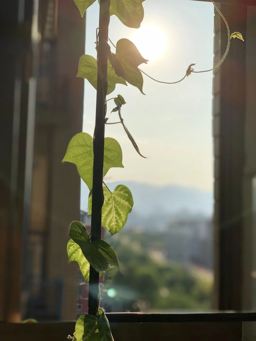 她在关闭阳台，种出铺天盖地的牵牛‘小森林’