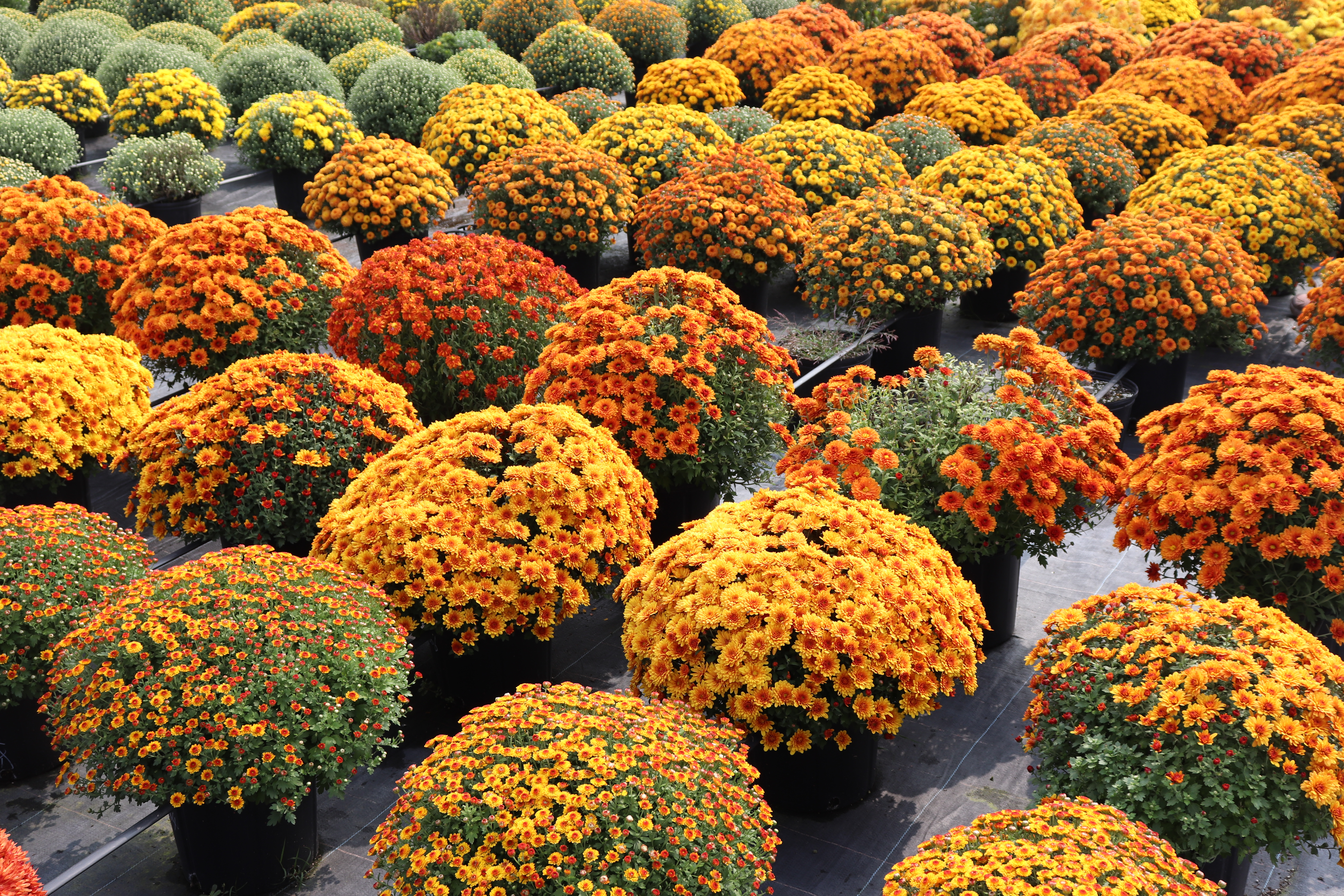 没有什么气氛感是一盆球菊营造不了的，若是有，那就两盆！