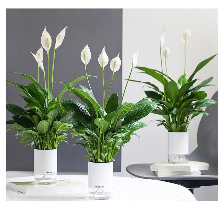 会自己喝水的仙人植物，可比假花省心多啦