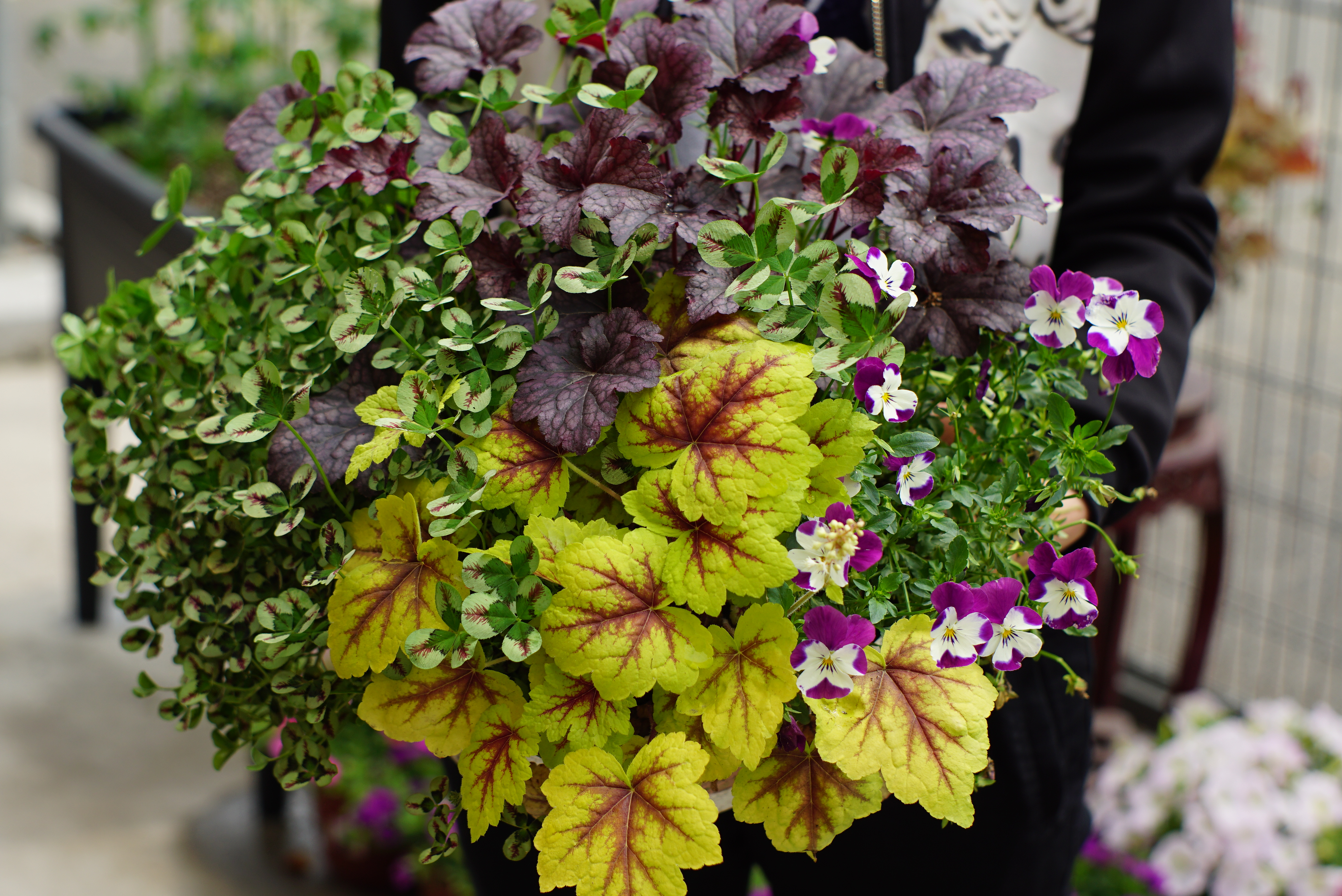 低温仍壮丽的‘花园调色板’，赠你一个绚烂似锦的冬天