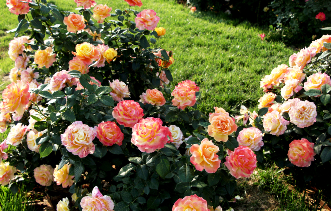 俞红强×pg电子 | 秀外慧中，天性皮实，它们是天生的国月之光！