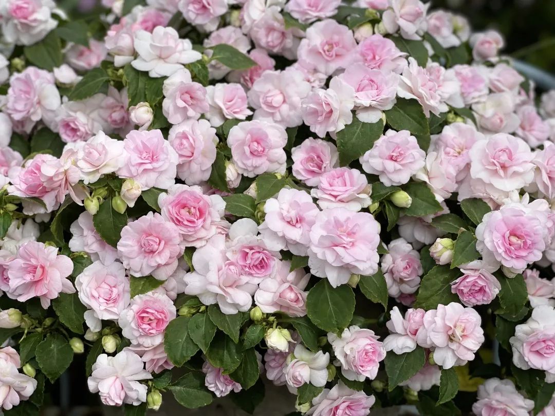 ‘平平无奇’小草花，爆成花球怎么就这么悦目