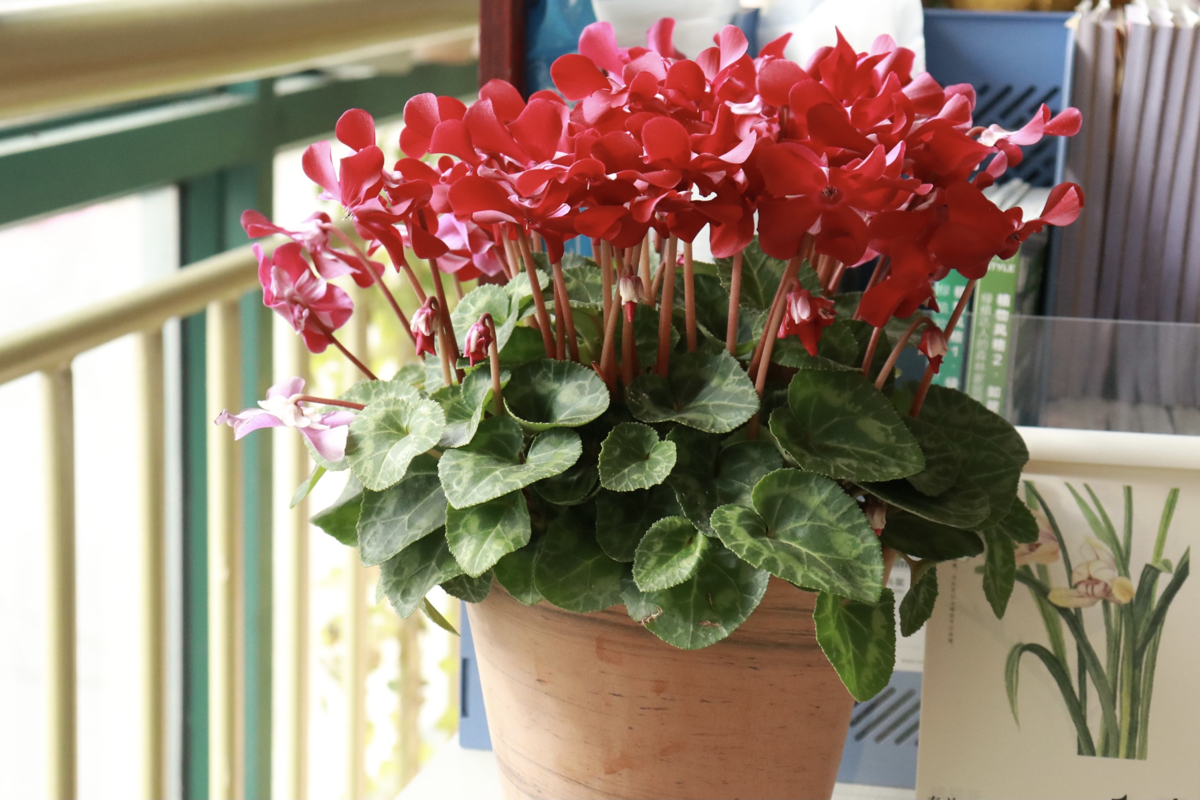 一言不对就爆花，今年最火的仙客来你入手了吗？