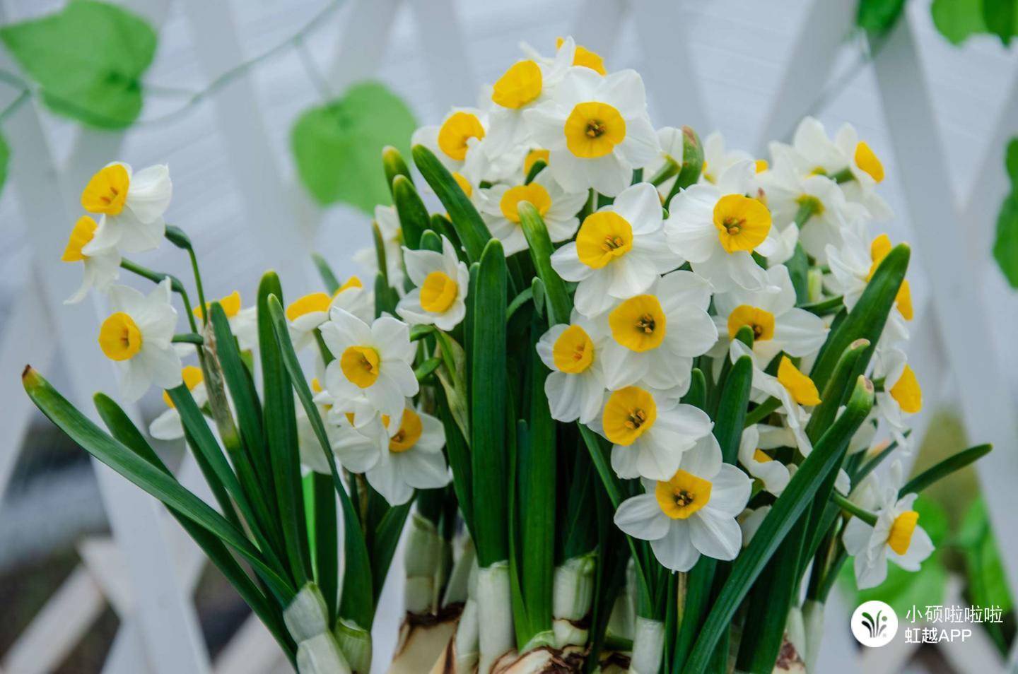 只要有水就满室生香，难怪全天下都爱养它！