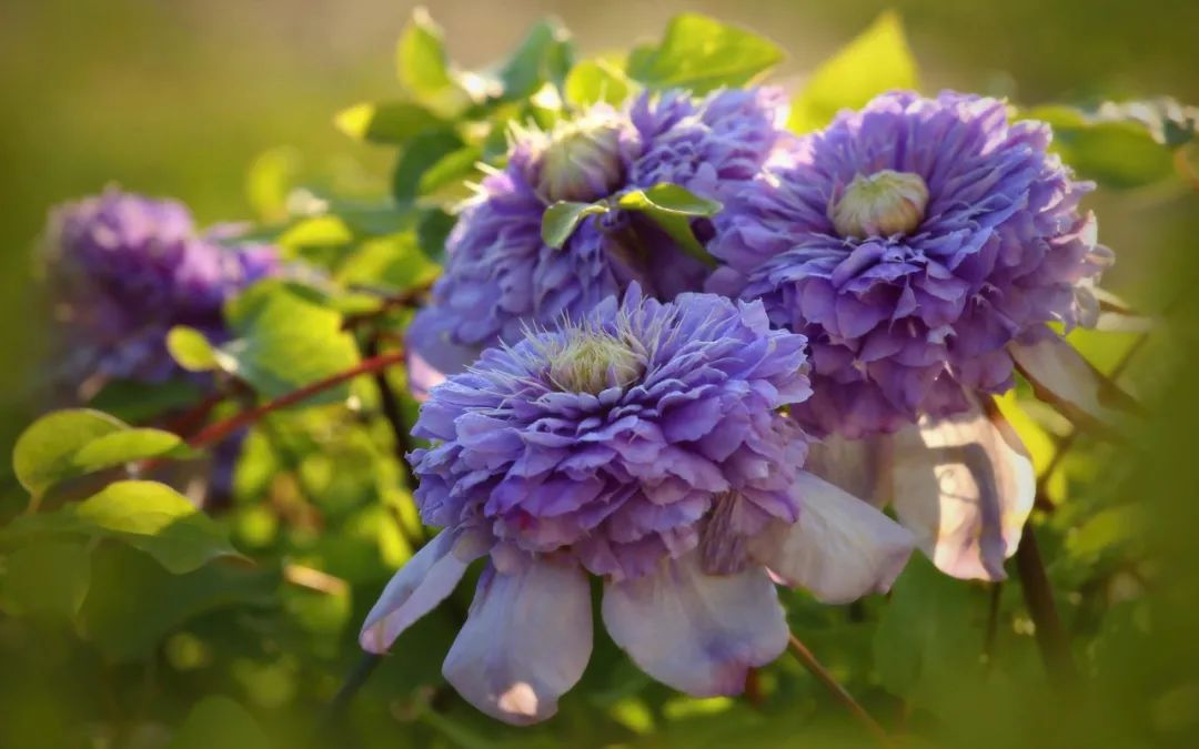 顶级神颜+轻松爆花，论优异你可以永远相信‘蓝光’！